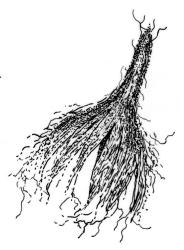 Orthorrhynchium elegans, calyptra. Drawn from K.W. Allison 170, CHR 535830.
 Image: R.C. Wagstaff © Landcare Research 2015 